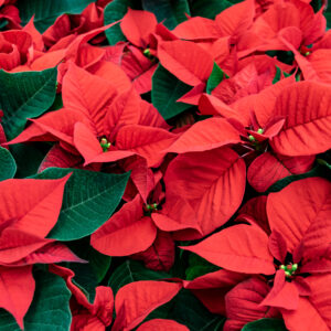 Holiday poinsettia sale benefiting Goal Zero Indiana Drowning Prevention