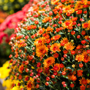 Fall mum sale benefiting Goal Zero Indiana Drowning Prevention